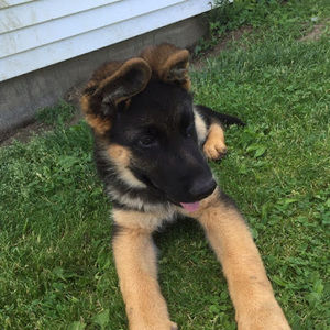 Meet your Posher, Jared